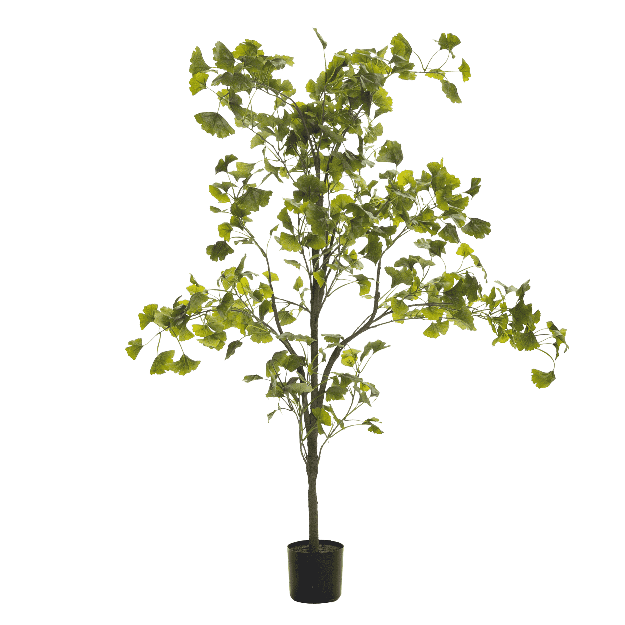 Ginkgo