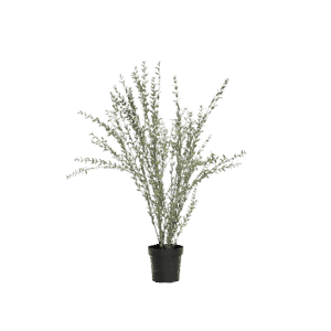 Kunstig Eucalyptusbusk Parvifolia 135cm