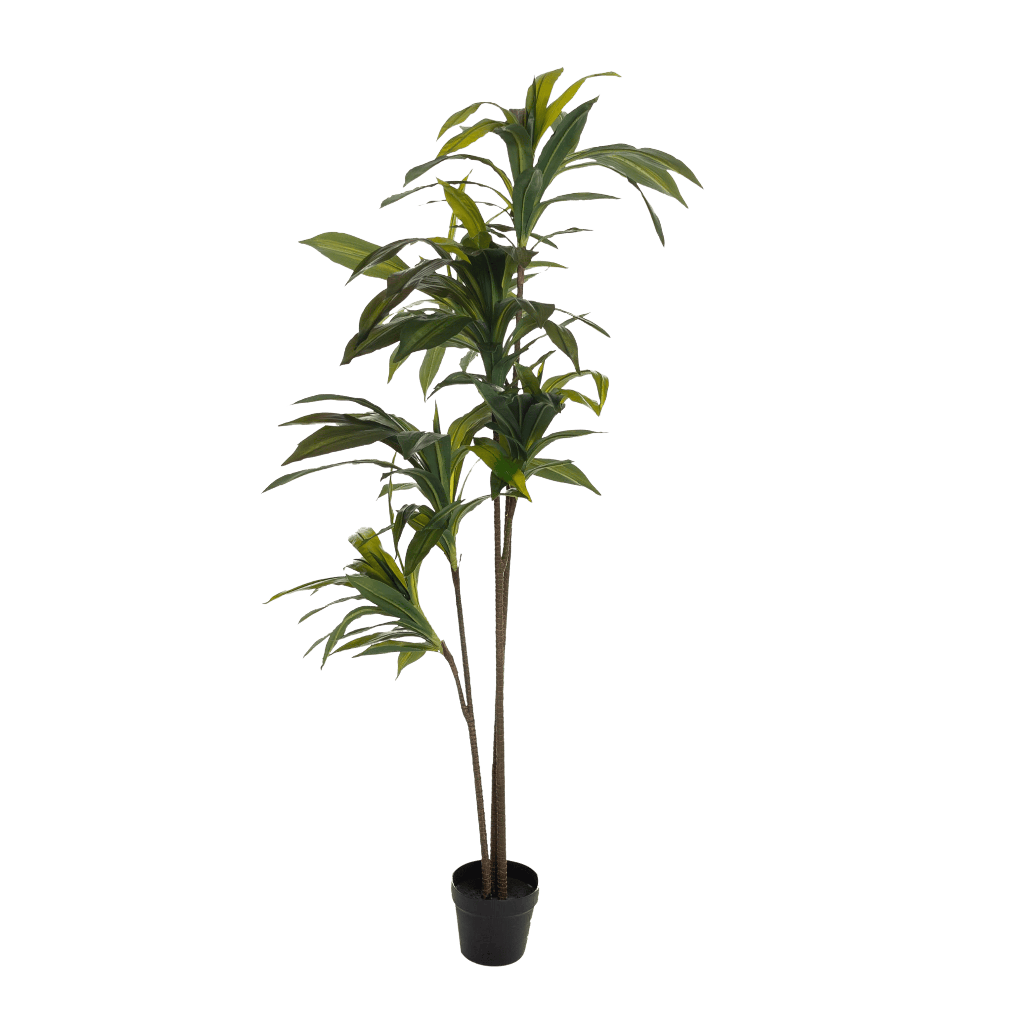Kunstig Dracena