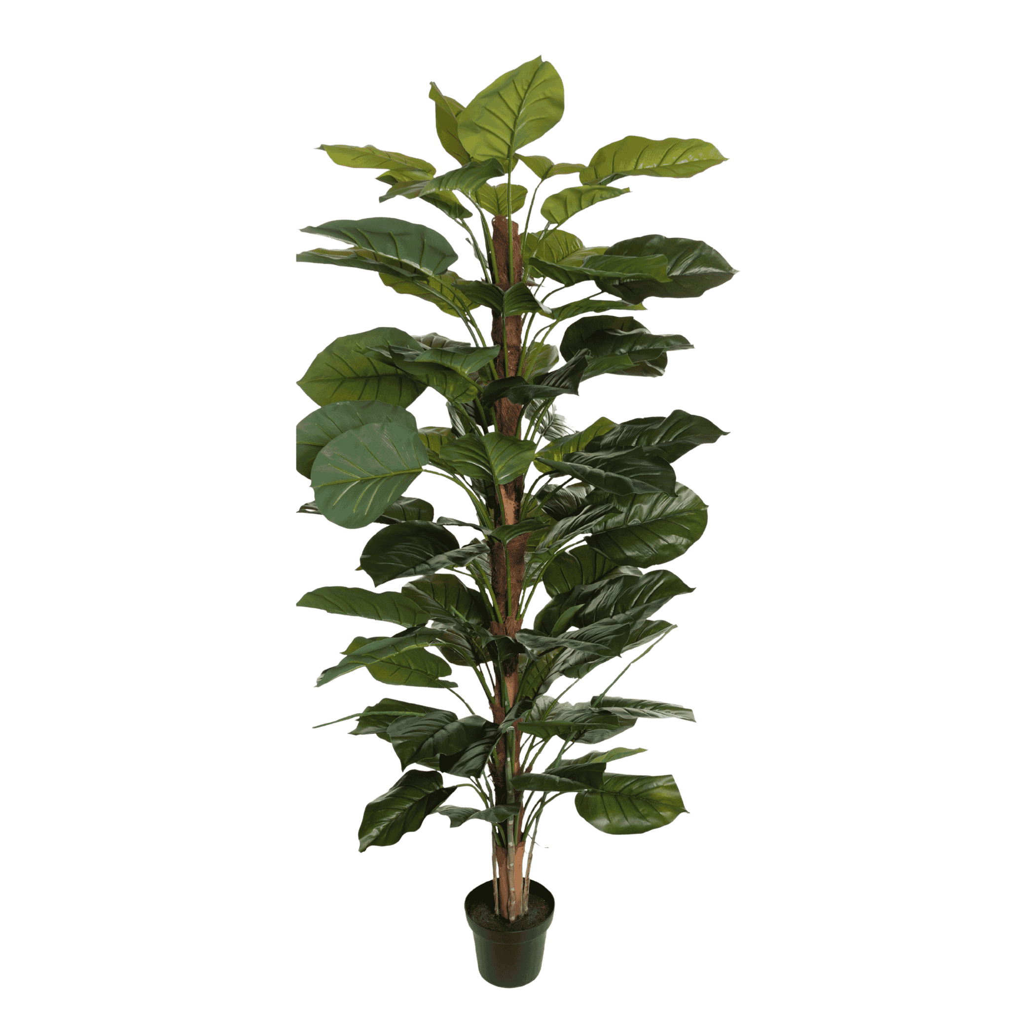 Kunstig aureum plante