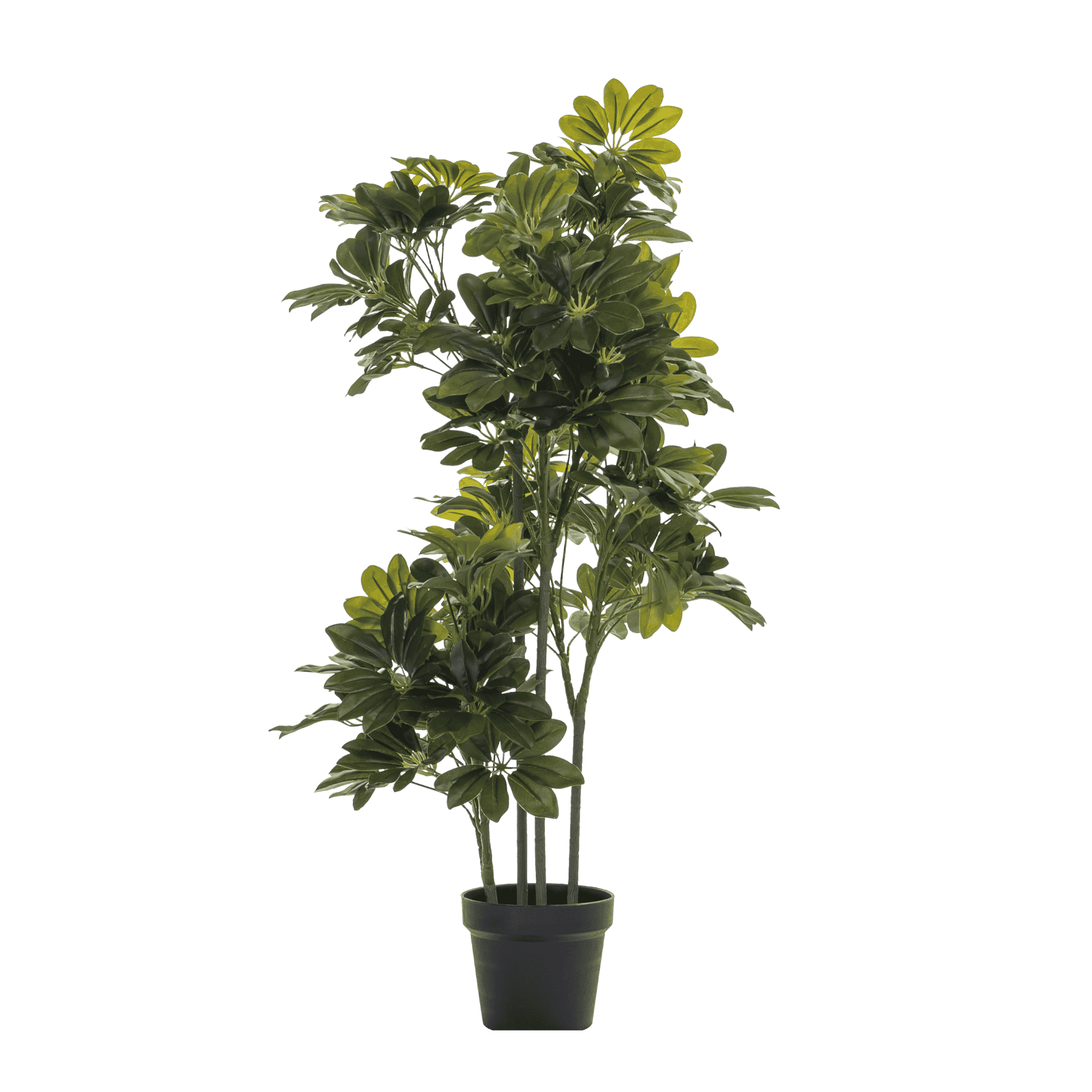 Schefflera