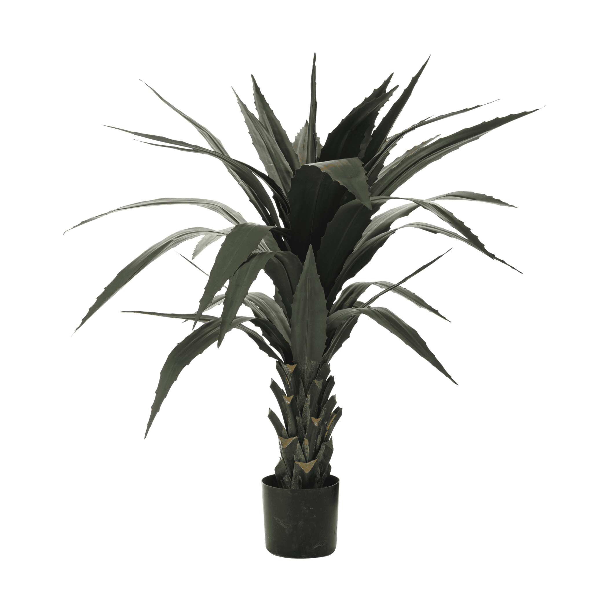 Agave