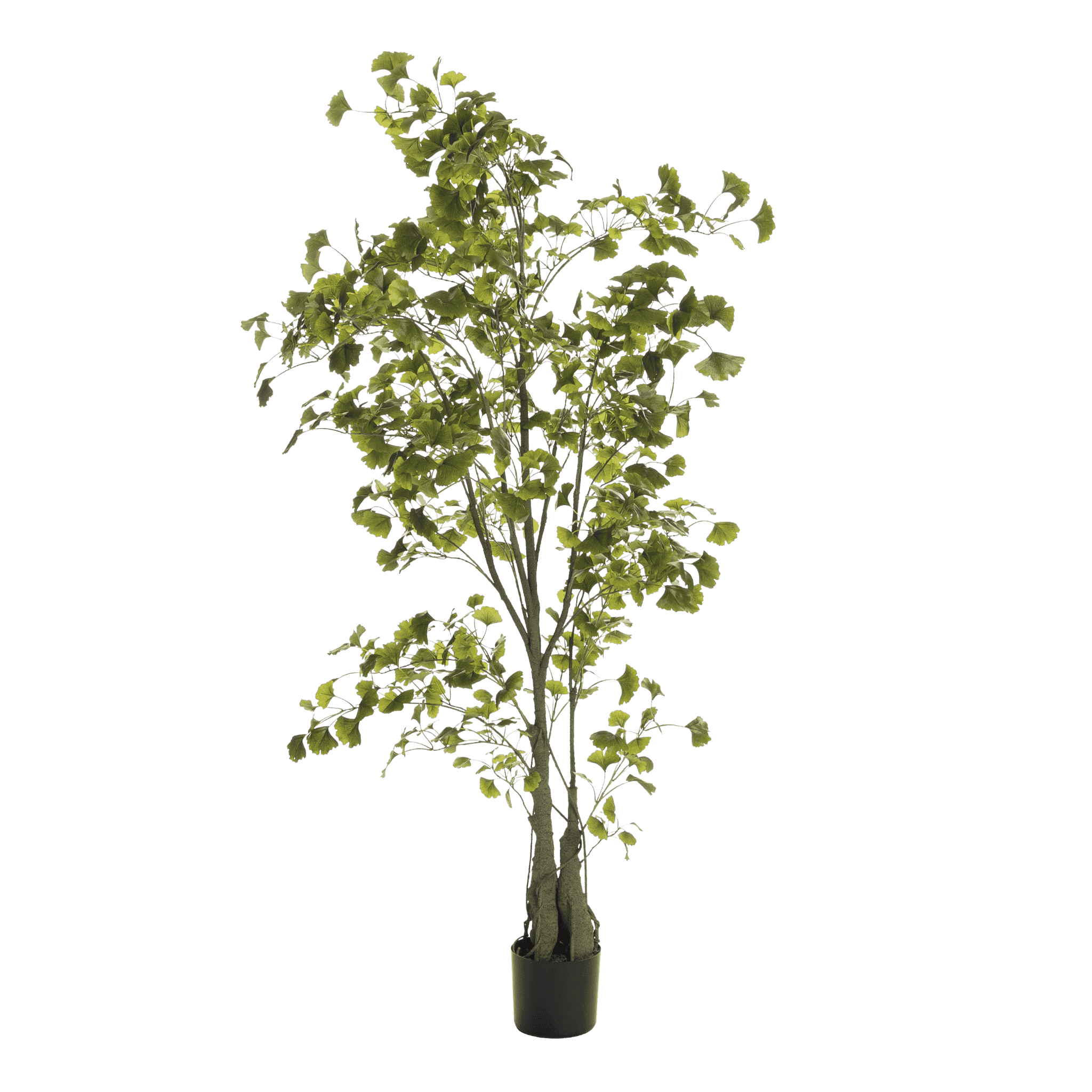 Ginkgo
