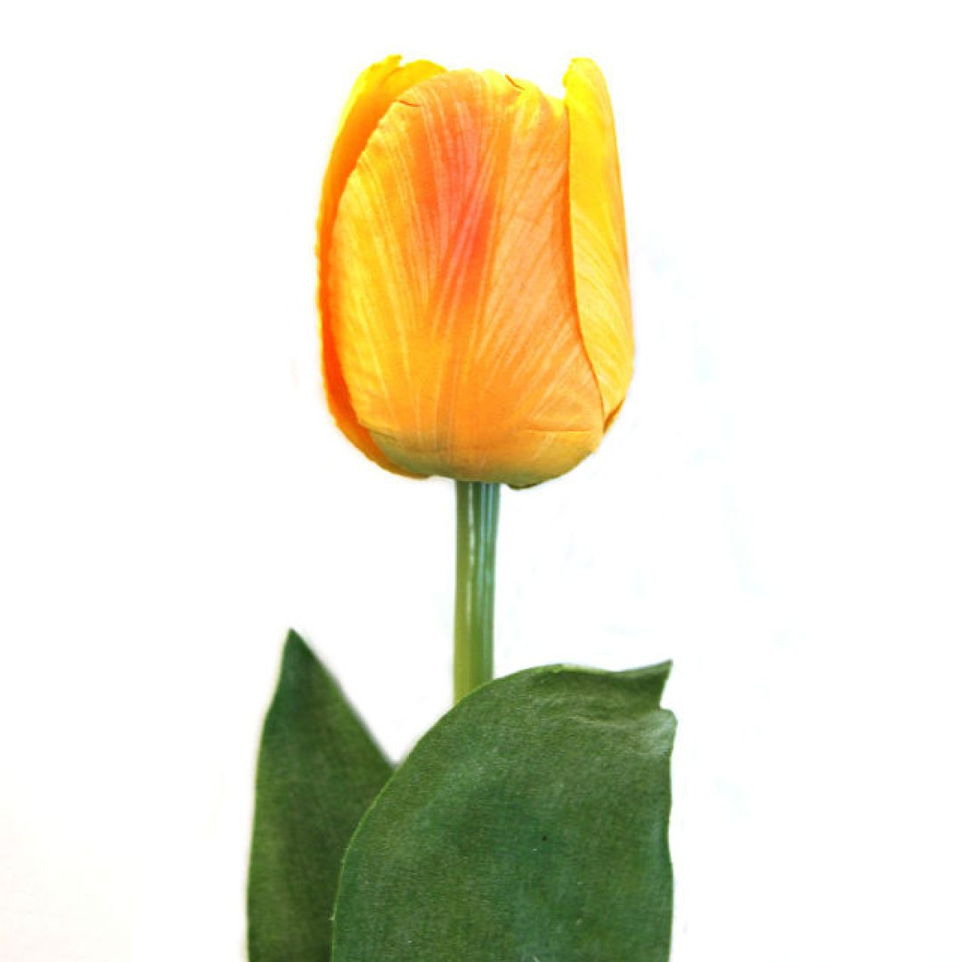 16198_tulipan_orange2NY.jpg