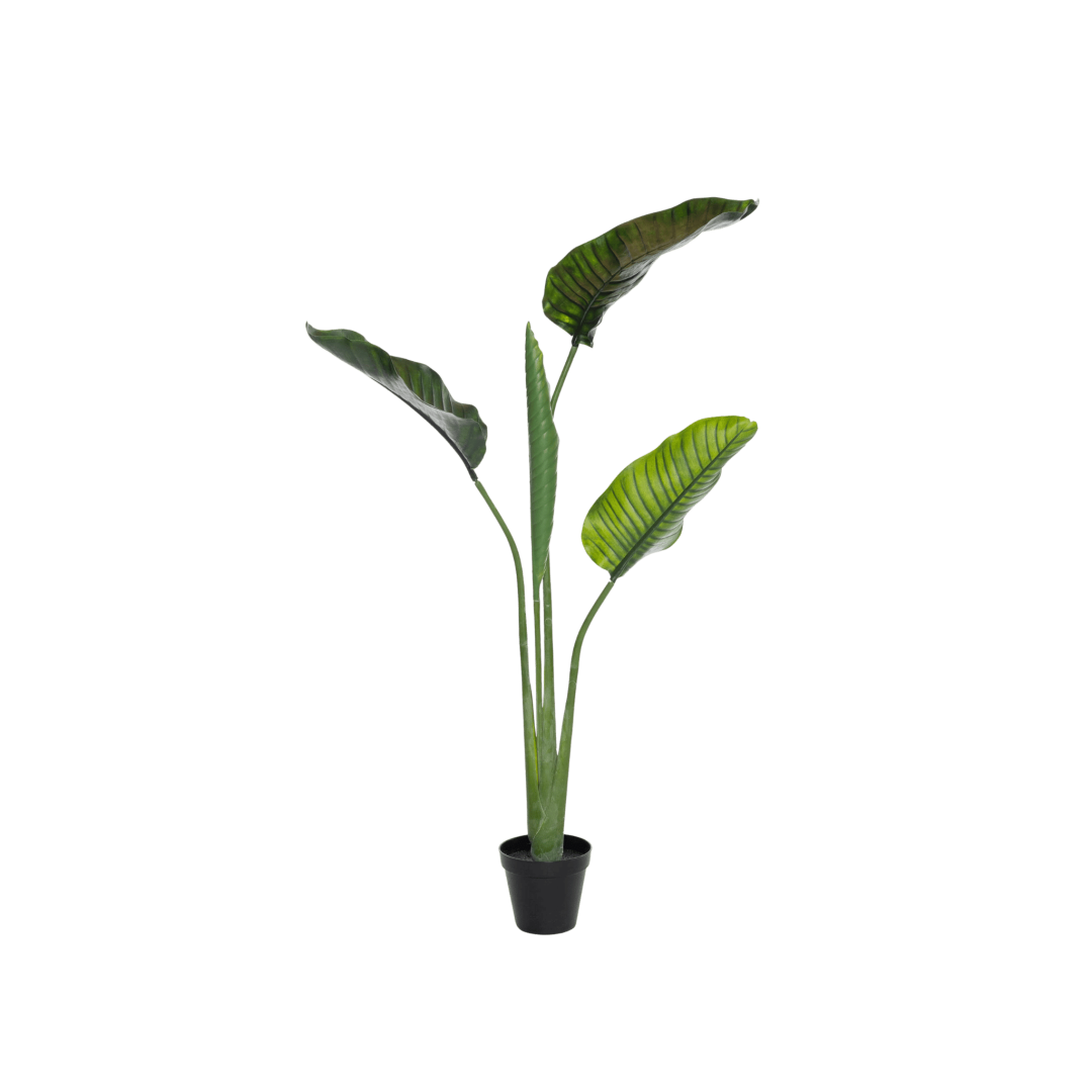 16439_PNG