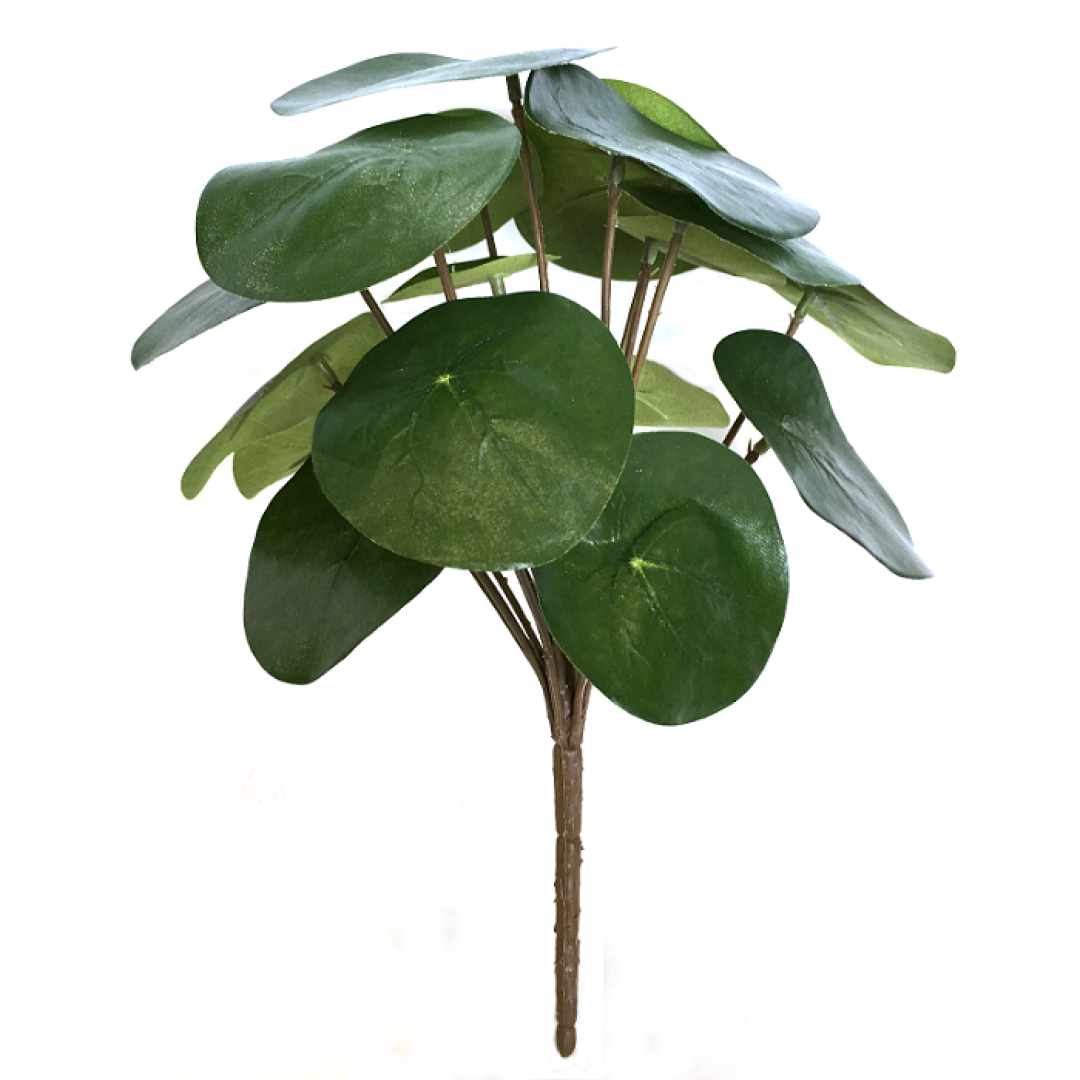 16474_peperomia25cm1.png