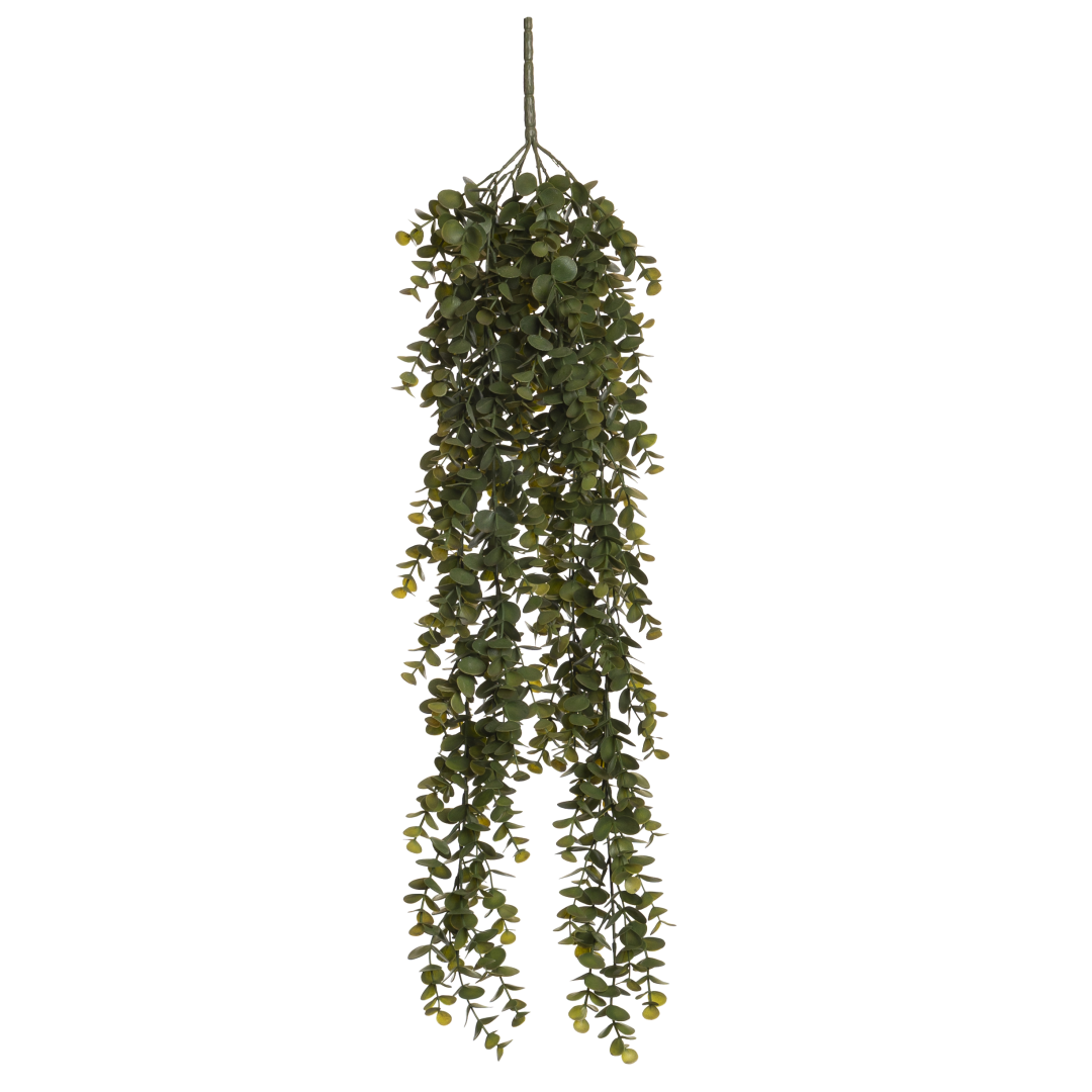 Mørk eucalyptus