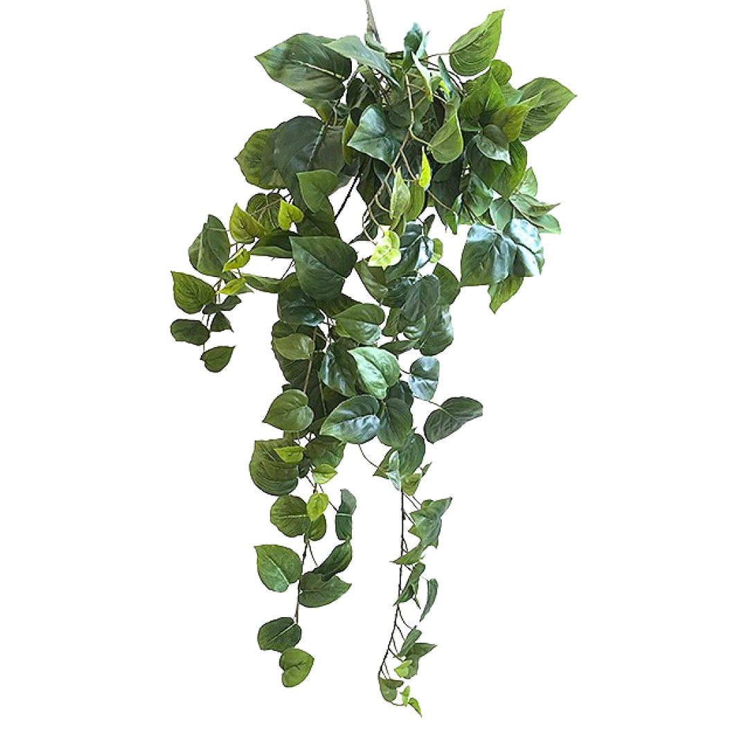 17335_philodendron