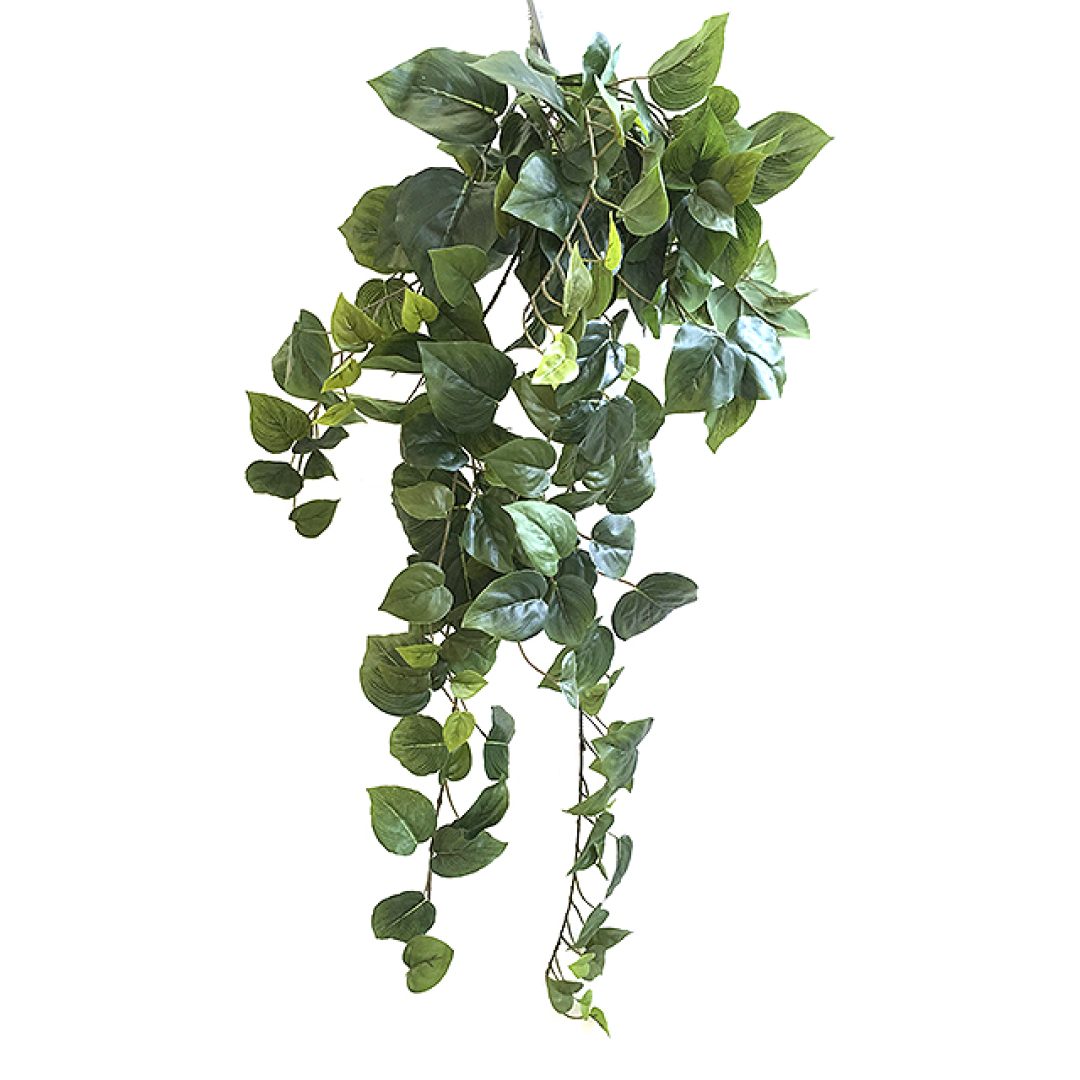 17335_philodendron1.jpg
