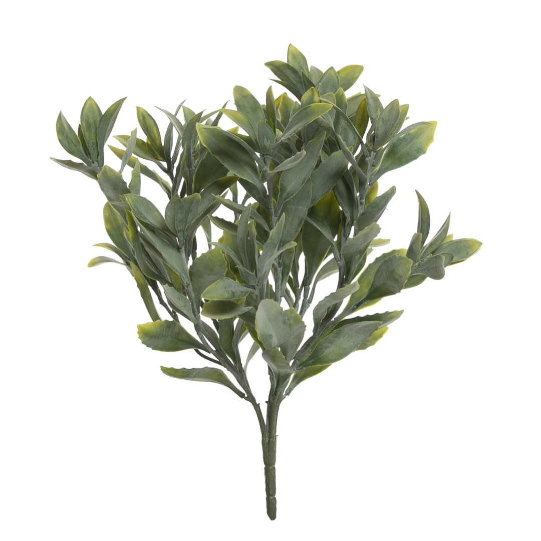 17340_Laurbær_støvgrønn_PNG