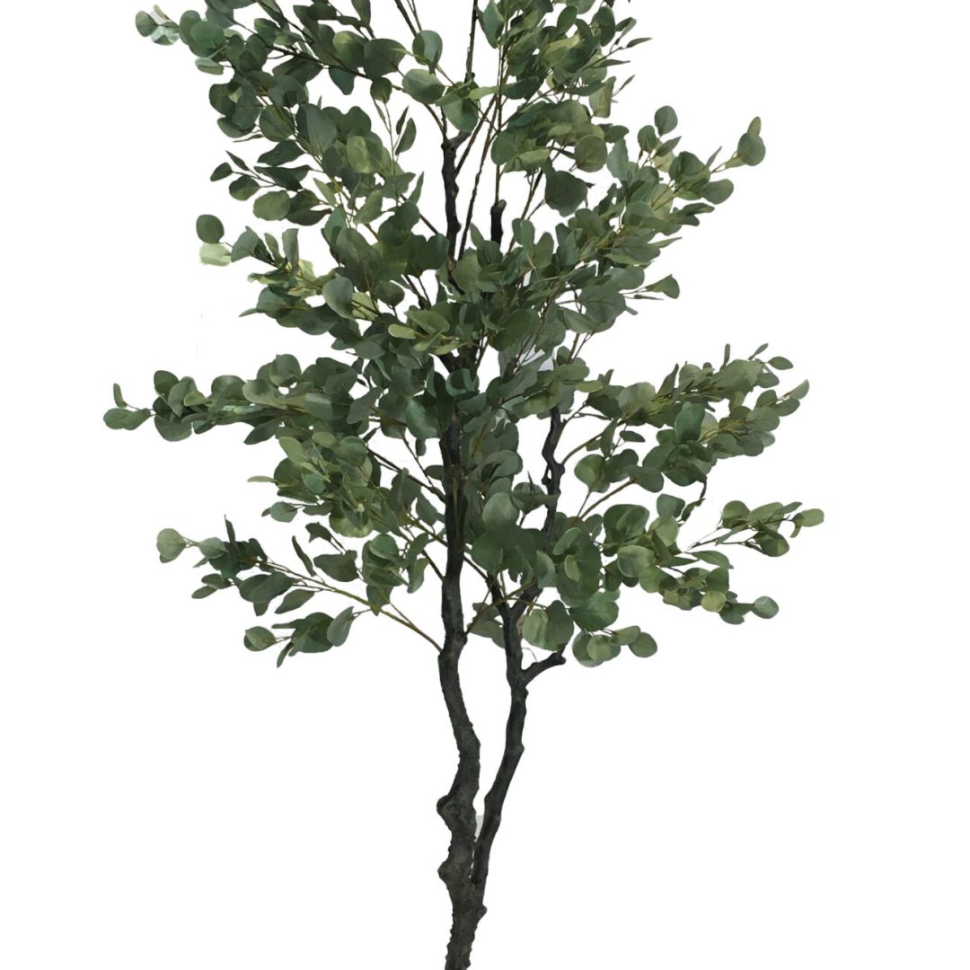 17344-Eucalyptus-3-m-Profil-scaled-1.jpg