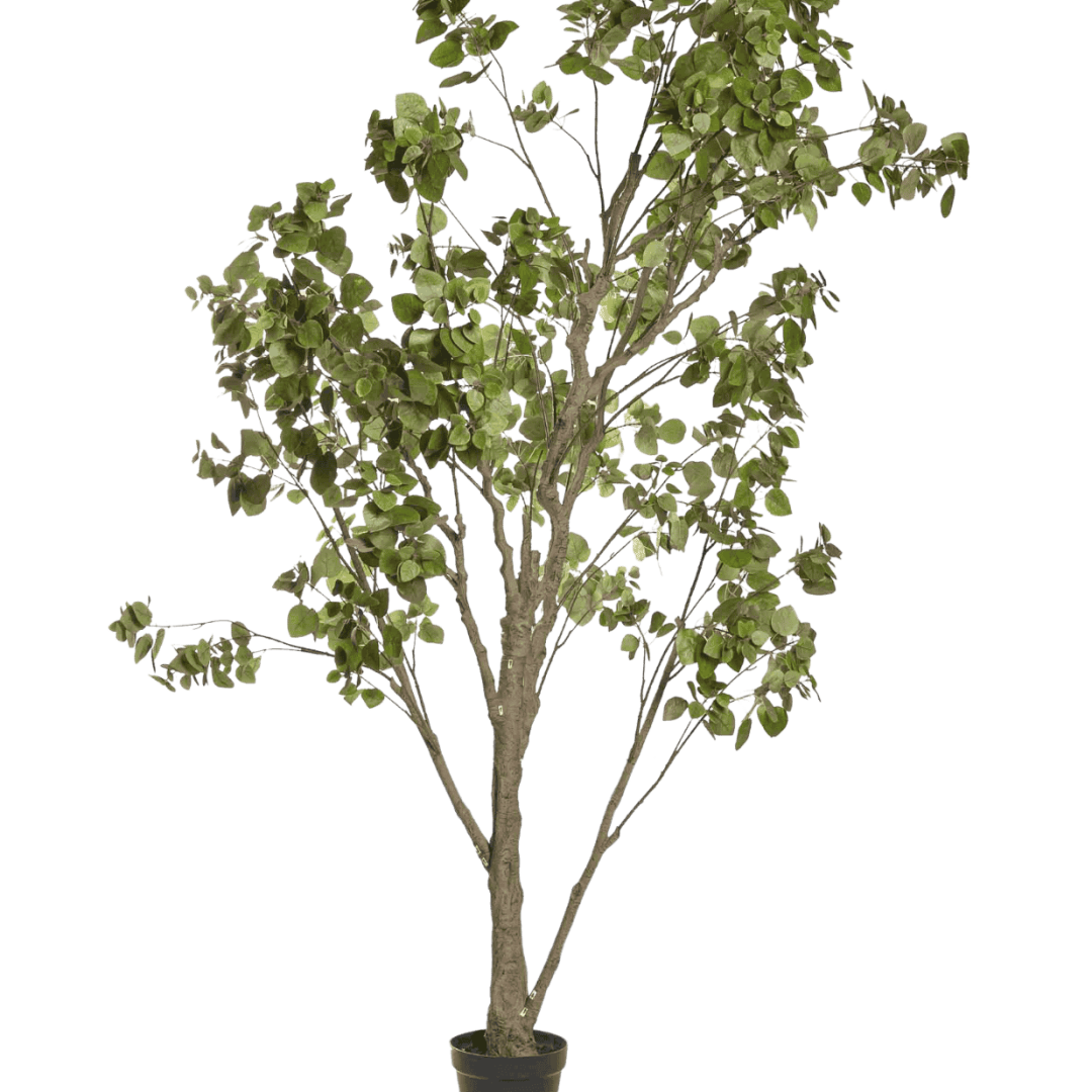 17528_PNG