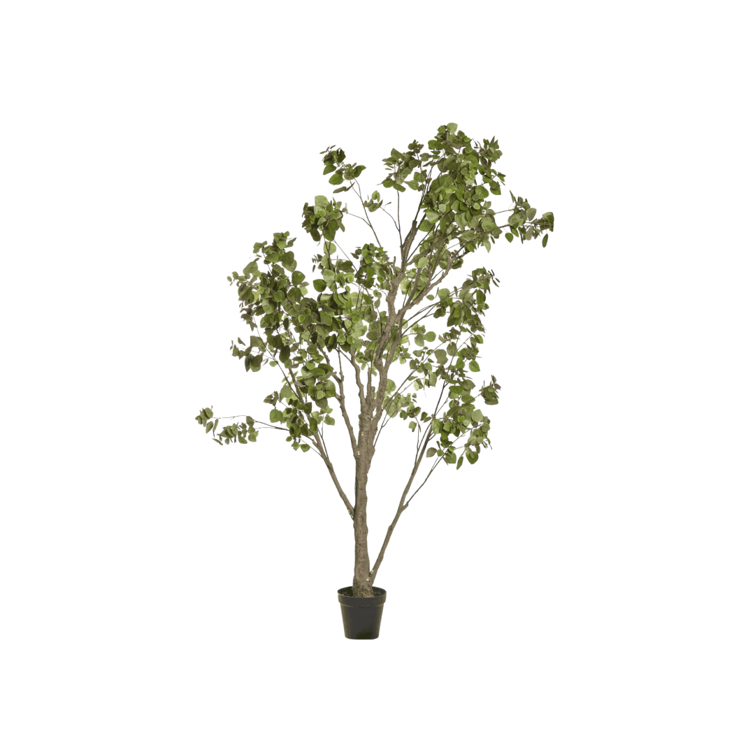 17528_PNG