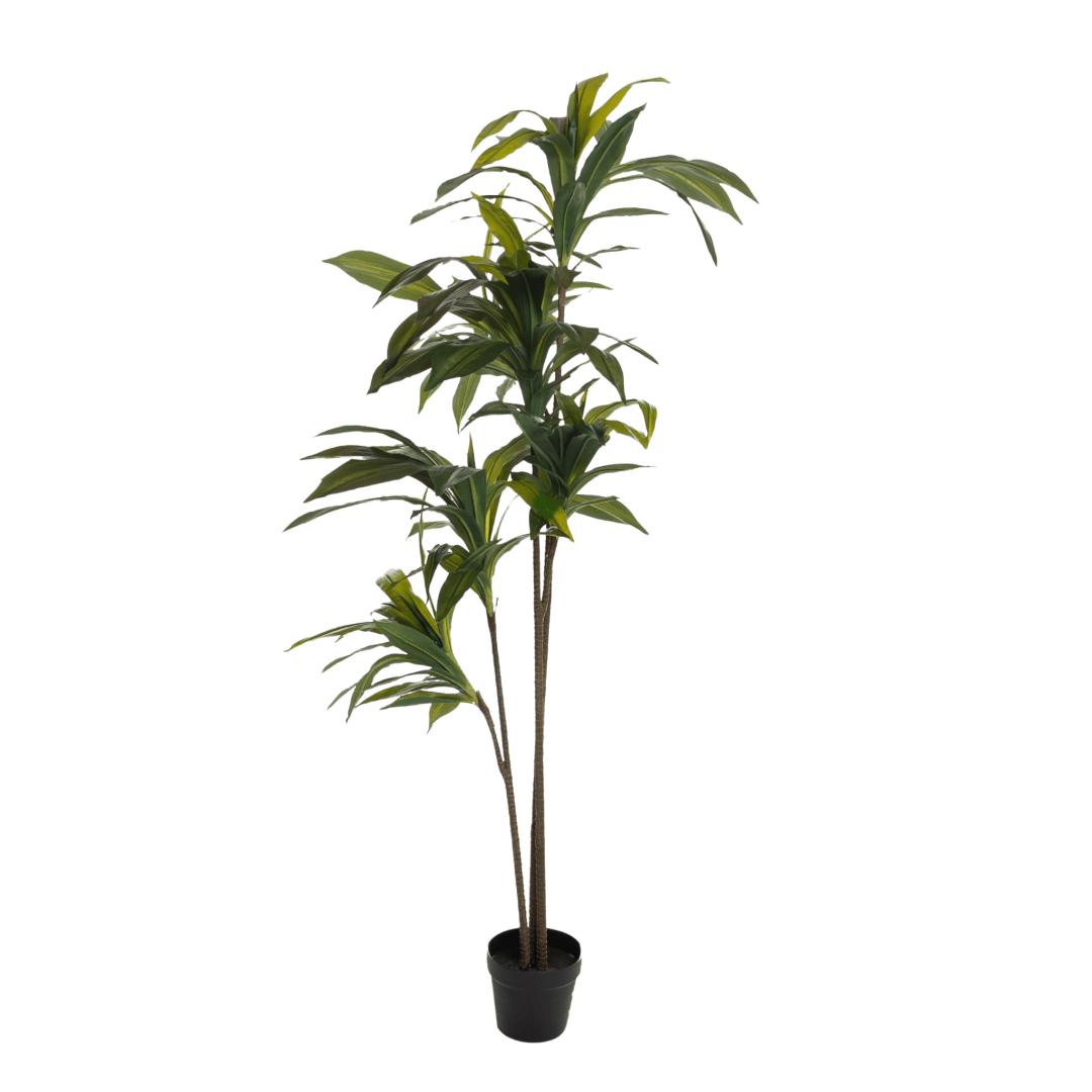 Kunstig Dracena