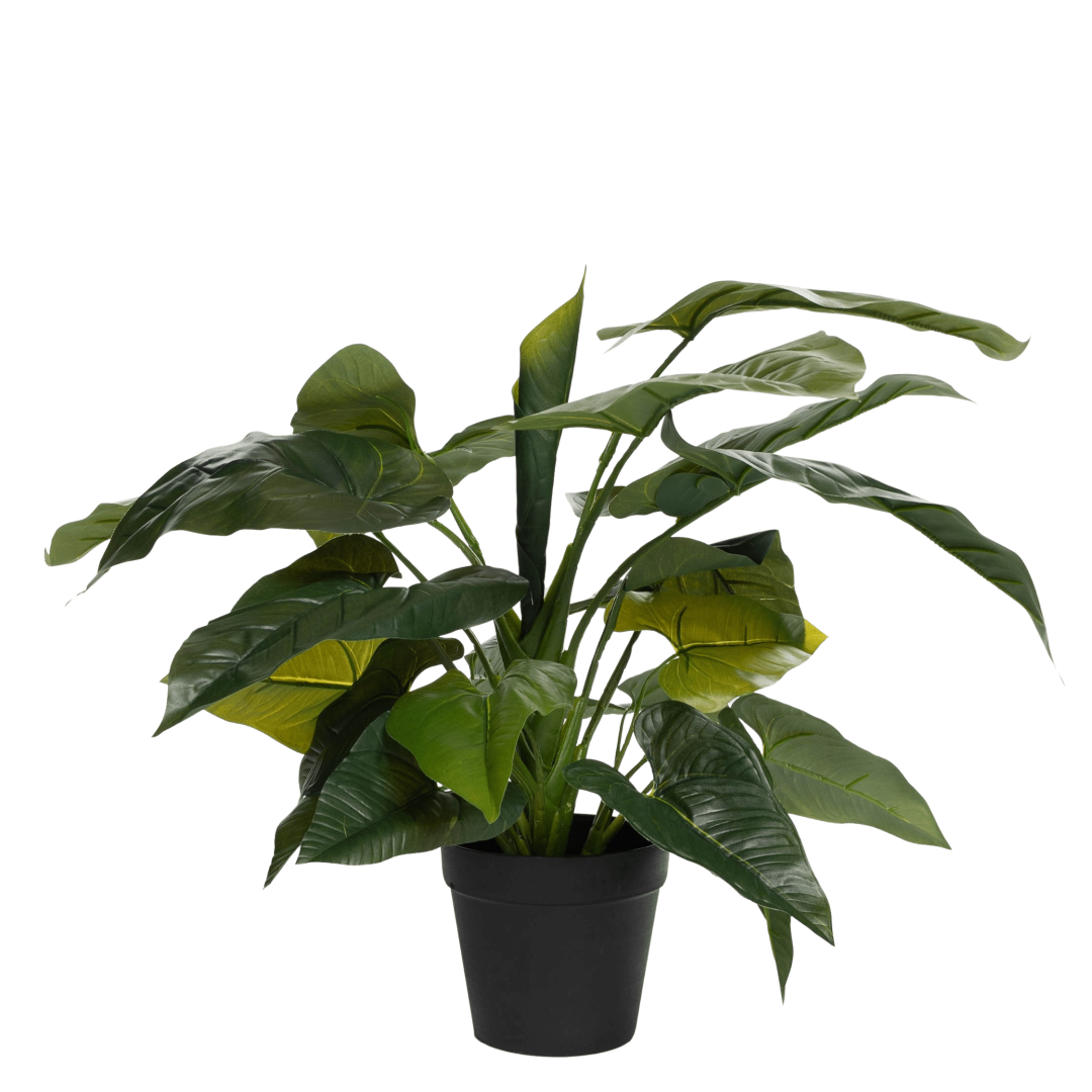 17839_Anthurium