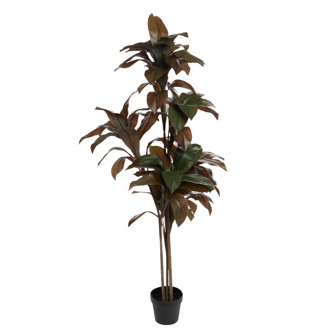 17840_Cordyline_Fruticosa_stamme