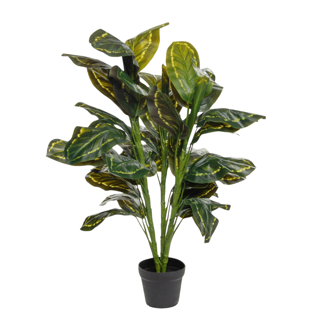 17842_Calathea_medallion