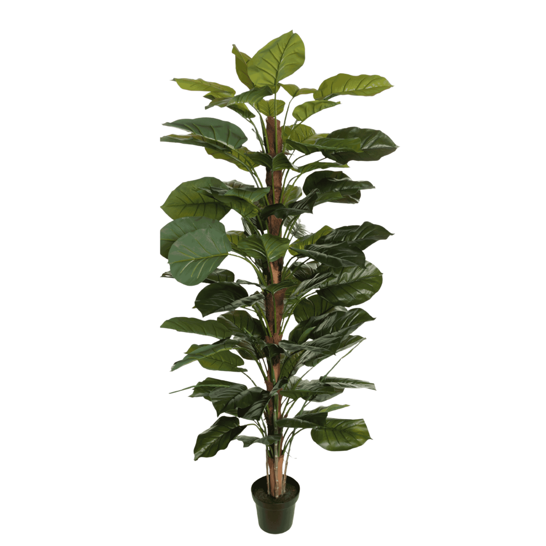 Kunstig aureum plante