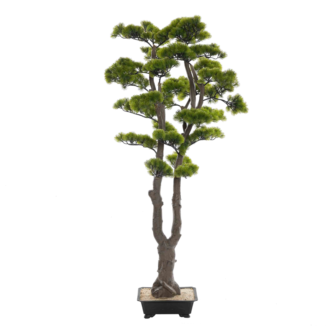 17865_Cypress_bonsaitre_UV_