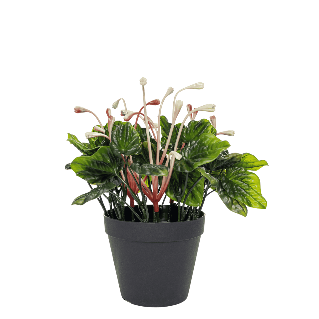 Kunstig peperomia