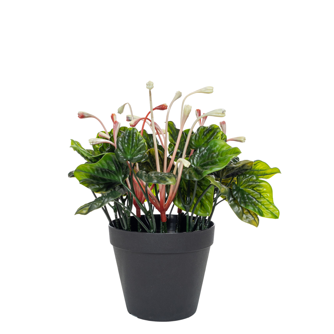 _17922_Peperomia_m-blomst_