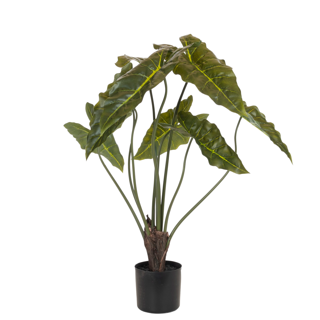 17934_Alocasia_