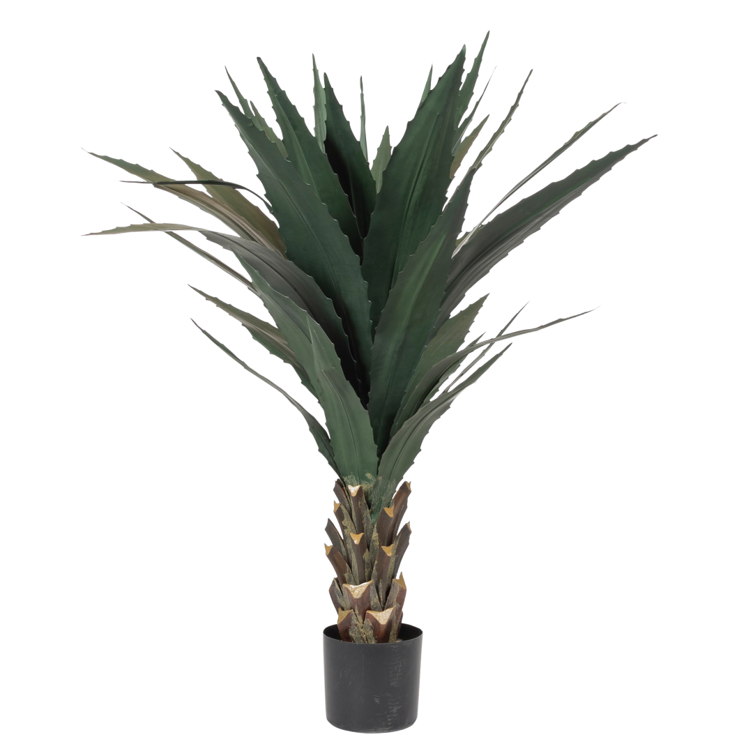 17937_Agave_