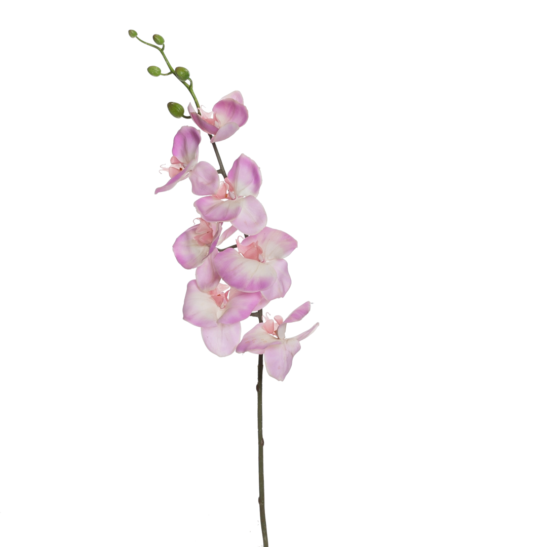 50_Orchide_phalaenopsis_gigant_rosa_15555