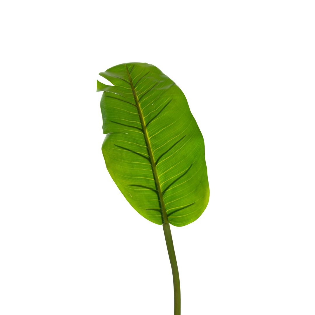 Blad_bananblad_stort_120cm_16572_2