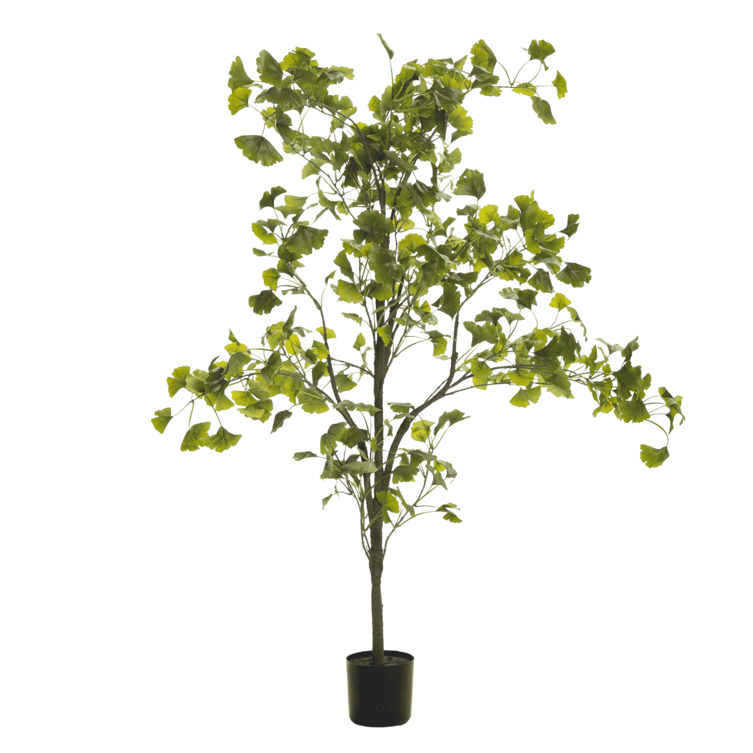 Ginkgo