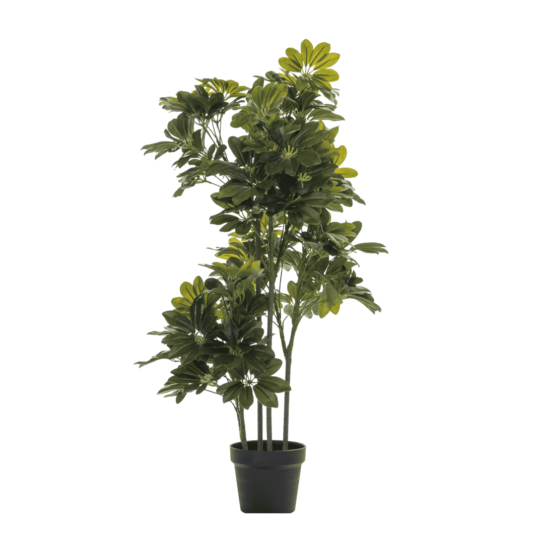 Schefflera