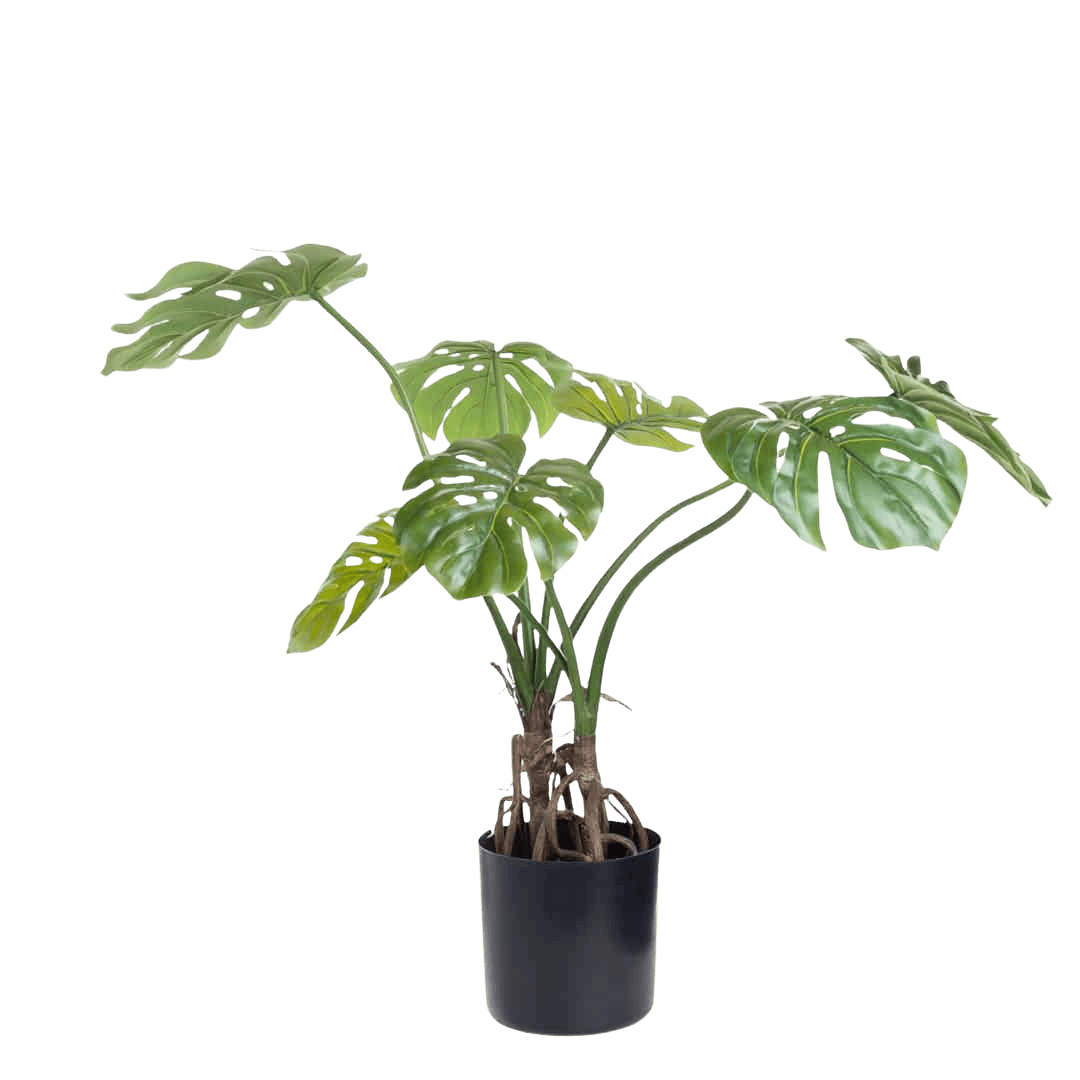Monstera