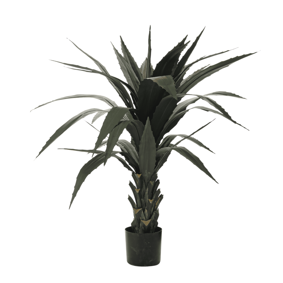 Agave