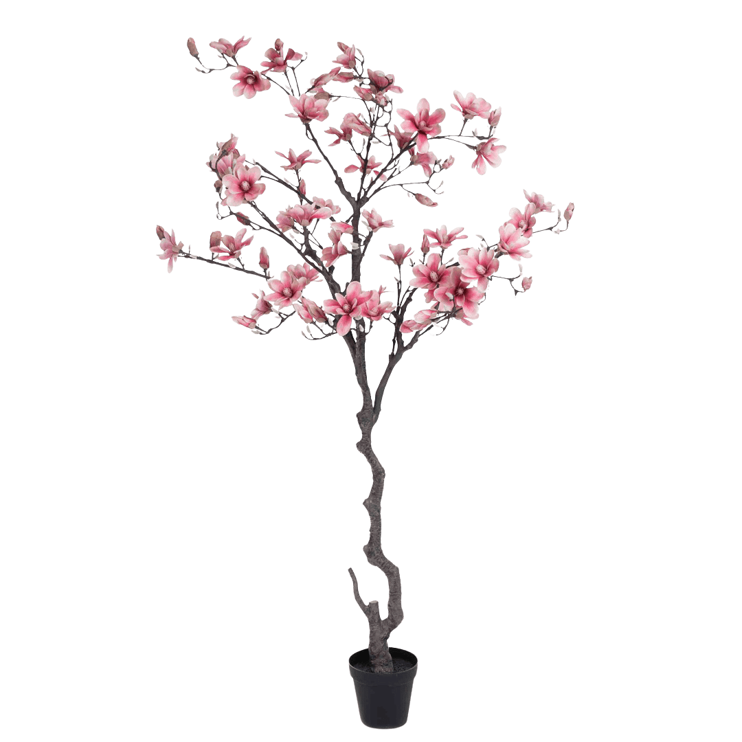 Magnolia rosa
