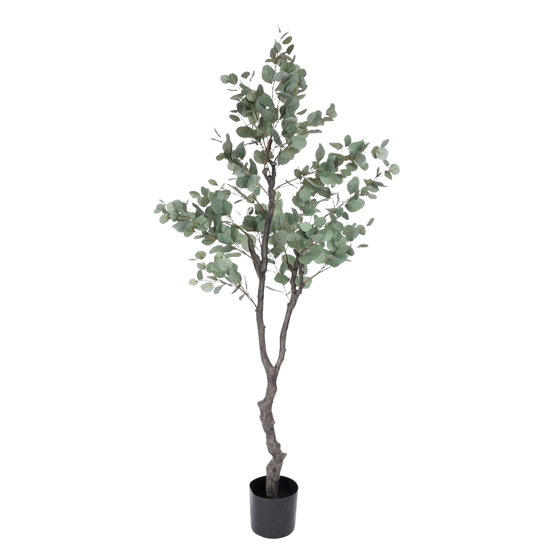 Eucalyptustre_stovgronn_H190cm_17032_1-.png