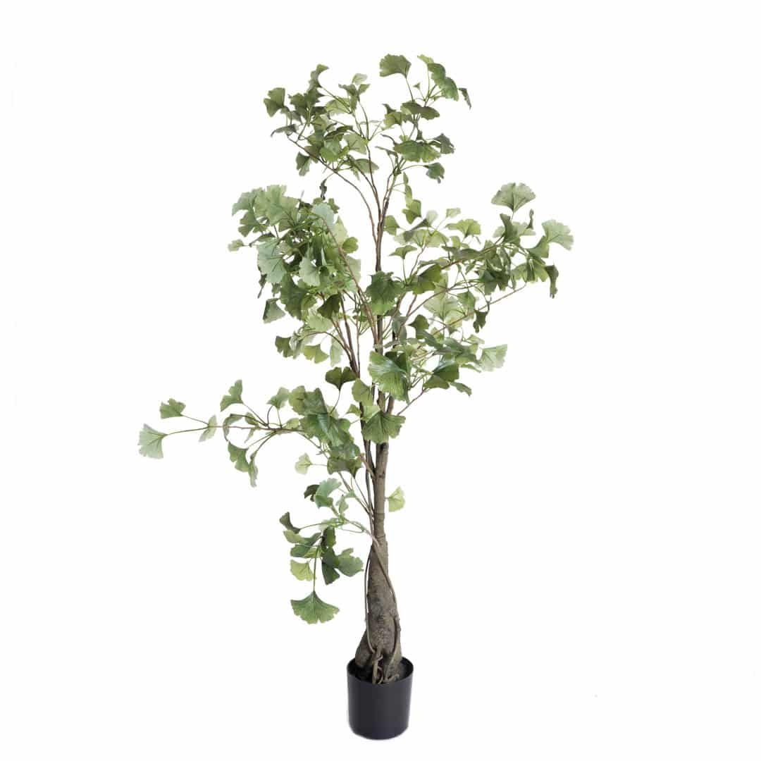 Ginkgo_biloba_grønn_H120cm_16186_1