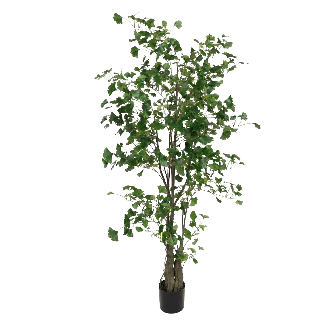 Ginkgo_biloba_gronn_H180cm_16185_