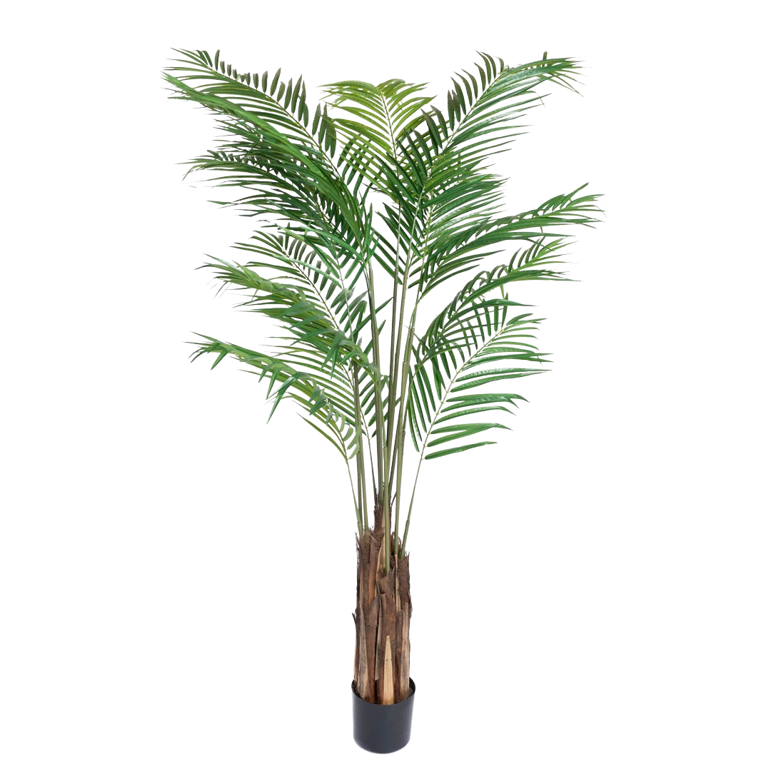 Palme_areca_feather_180cm_16161_1-.png