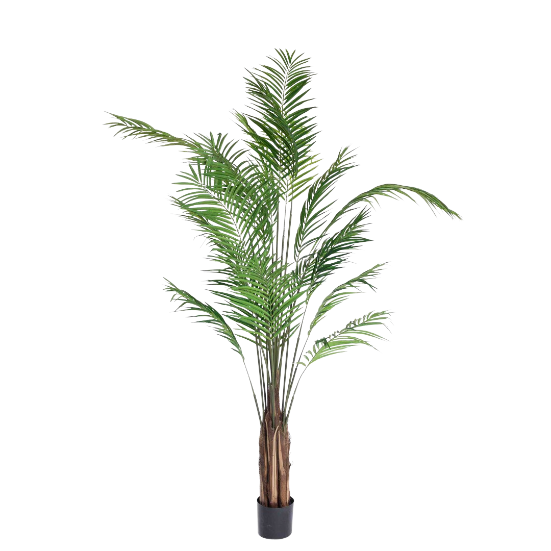 Palme_areca_feather_210cm_16160_1-.png