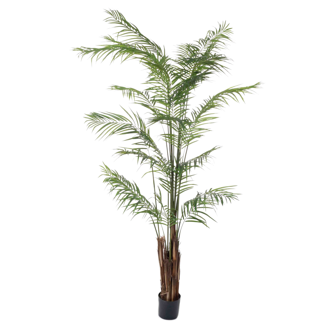 Palme_areca_feather_270cm_16159_1-.png