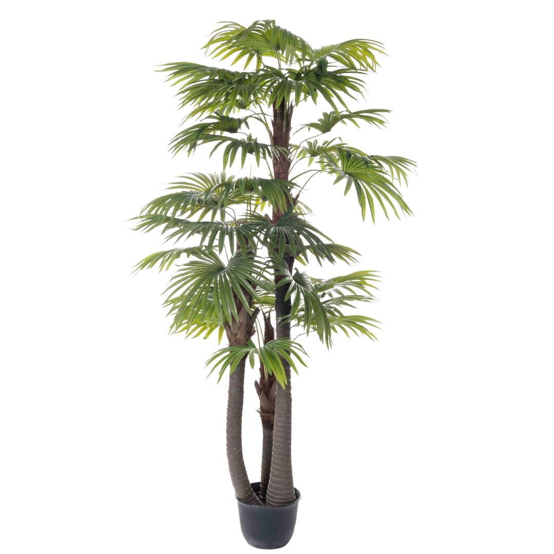 Palme_areca_tvilling_250cm_17040_1-.png