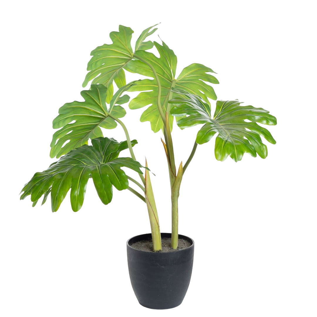 Plante_Philodendron_H80cm_16660_1-.png