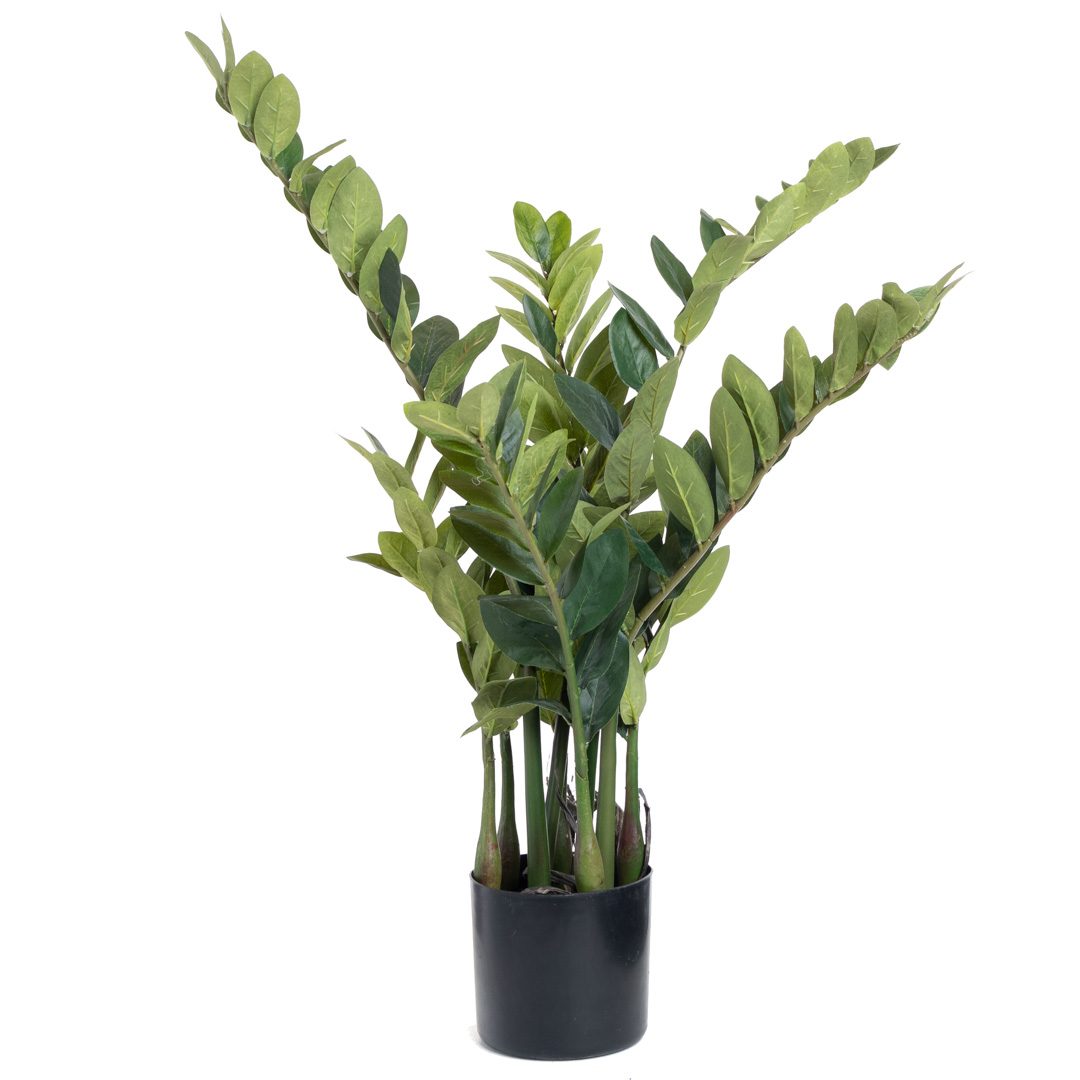 Plante_Zamioculcas_grønn_H85cm_16673_1
