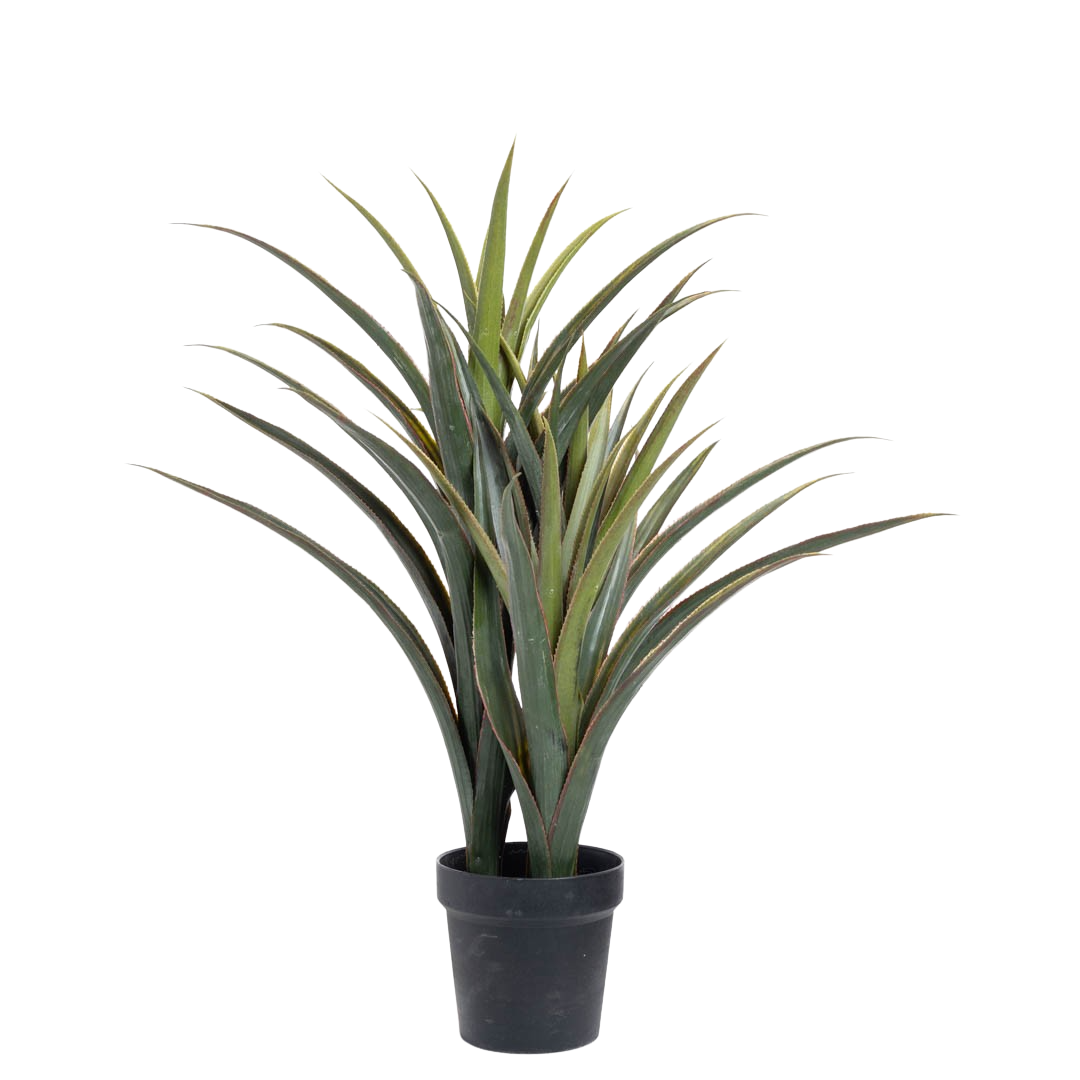 Plante_agave_H80cm_15978_1-.png