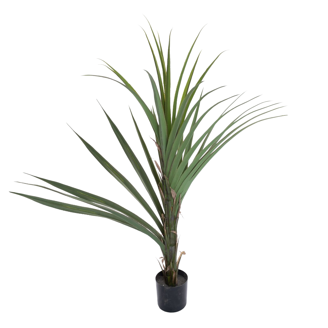 Plante_agave_spiral_gronn_H155cm_17359_1-.png