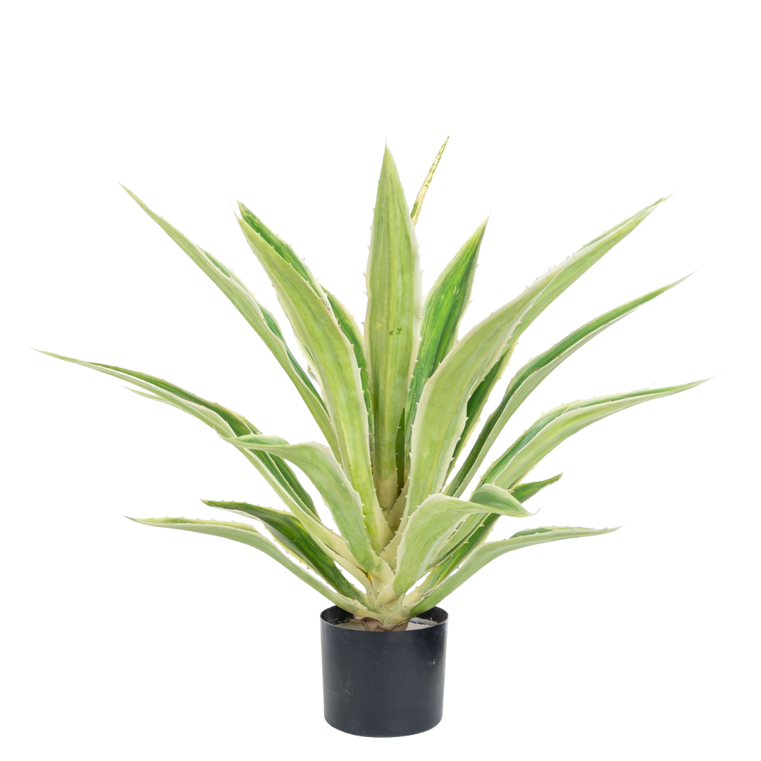 Plante_aloehola_lysgronn_H70cm_17181_1-.png