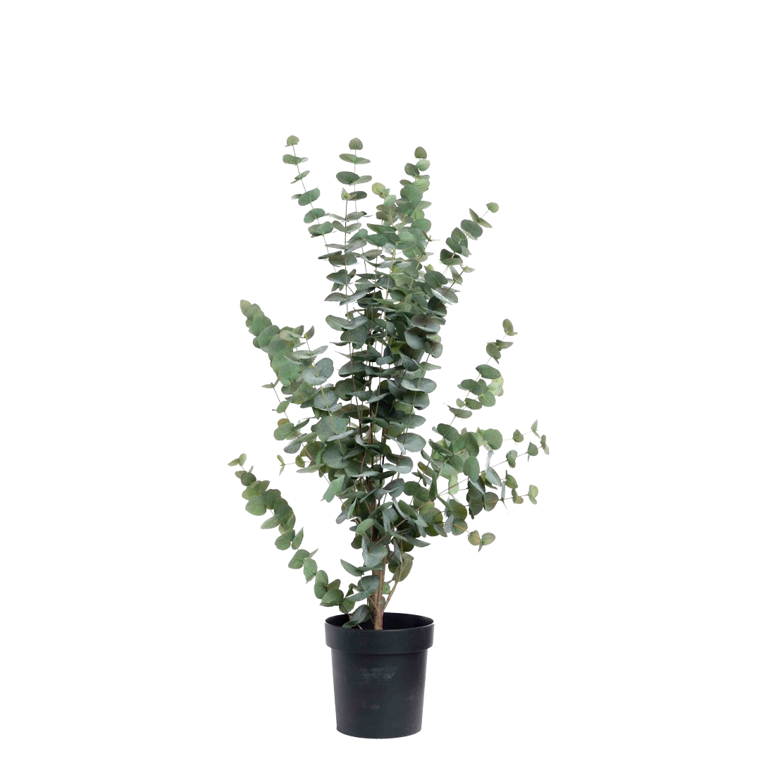 Plante_eucalyptusbusk_gronn_H115cm_17043_1-.png