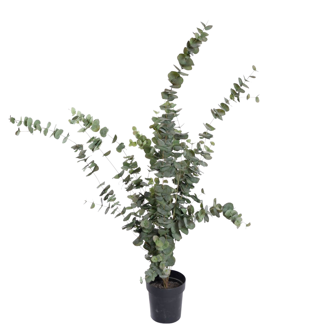 Plante_eucalyptusbusk_gronn_H160cm_17044_1.png