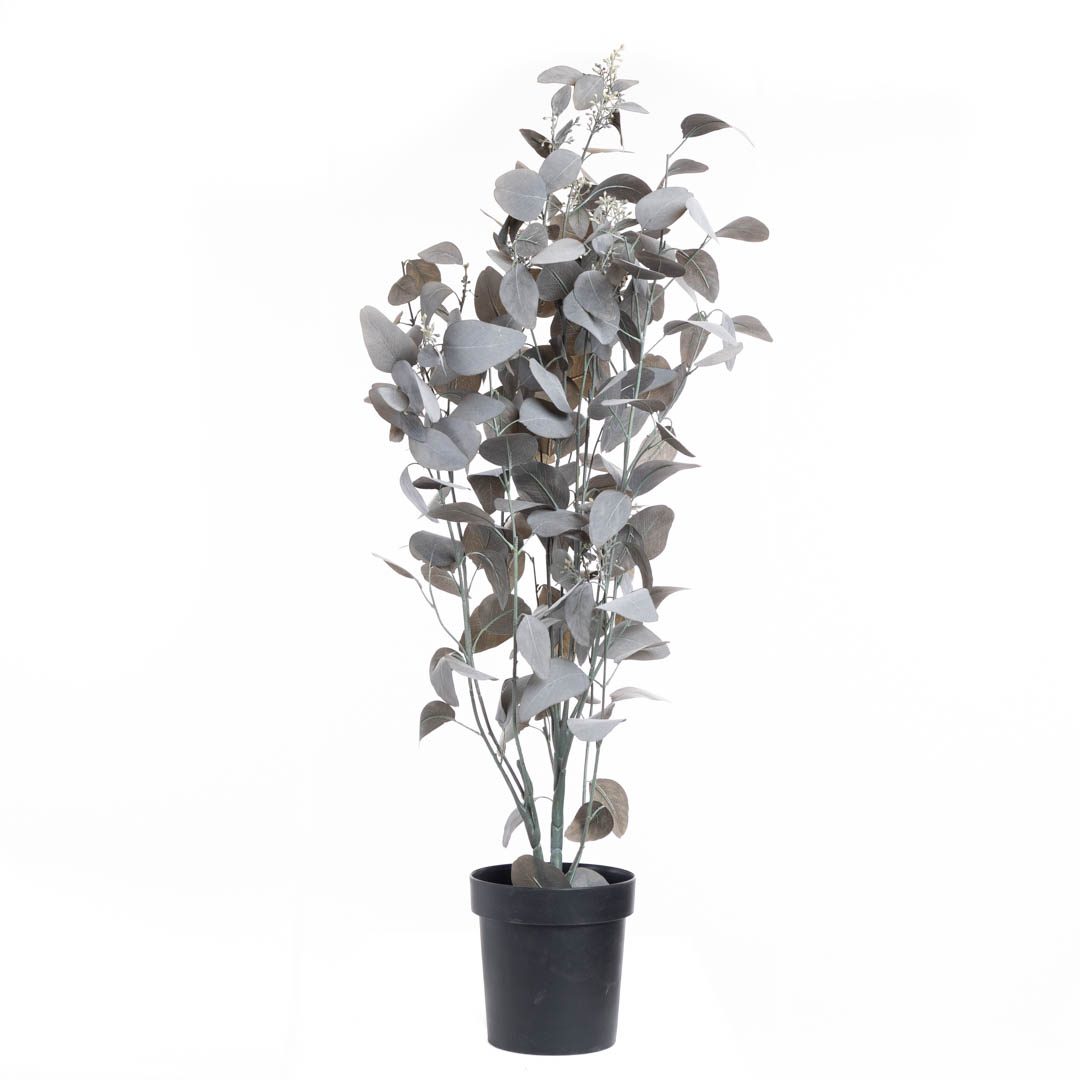 Plante_eucalyptusbusk_kaffe_m/bær_H130cm_17311_1