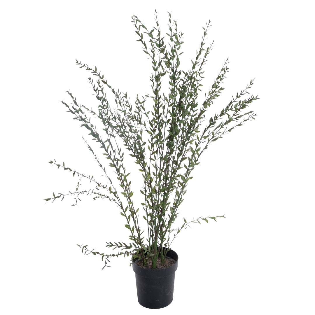 Plante_eucalyptusbusk_parvifolia_gronn-rod_H135cm_17175_1-.png